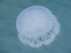 Jellyfish.JPG (16 KB)